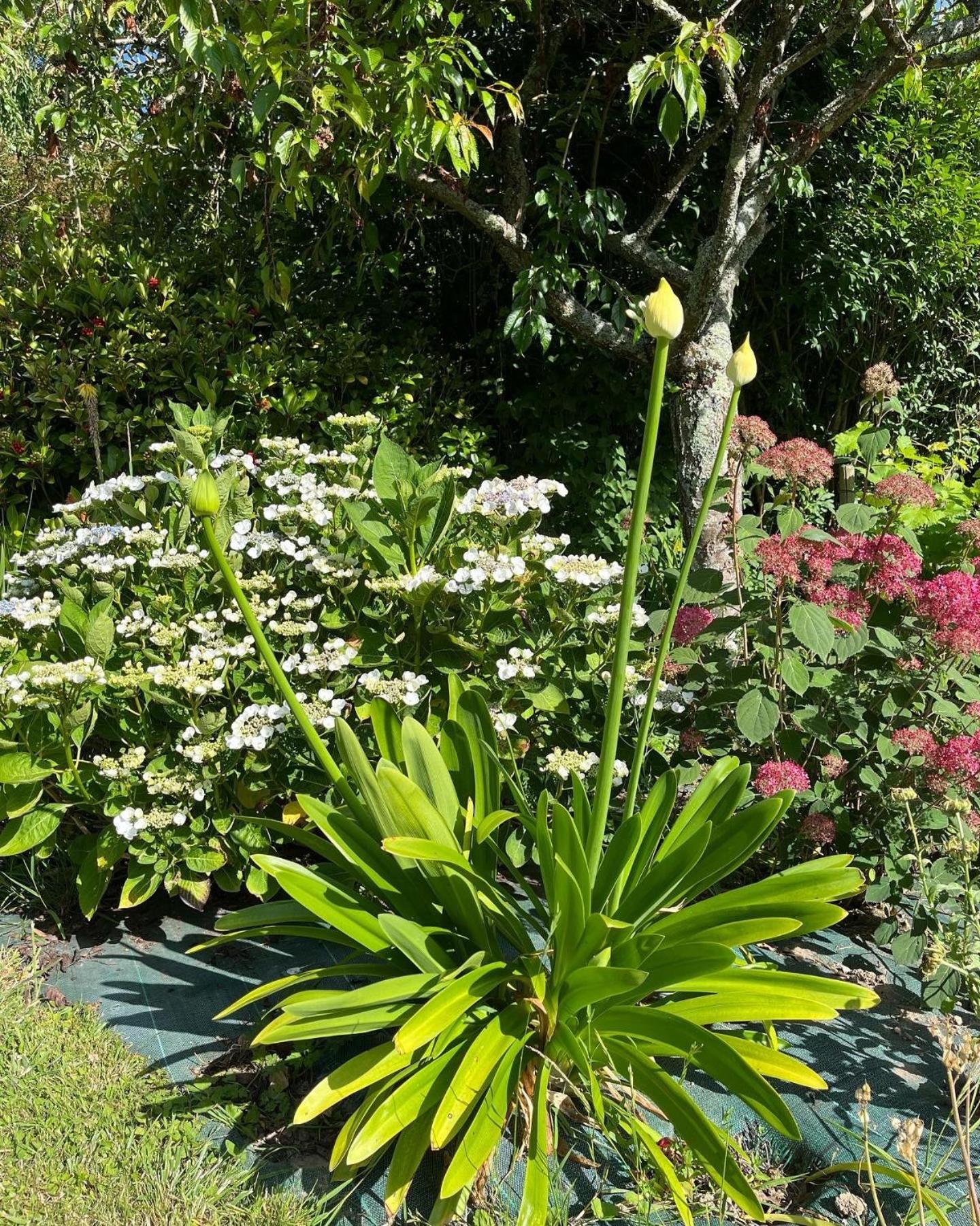 Double Room Garden View
