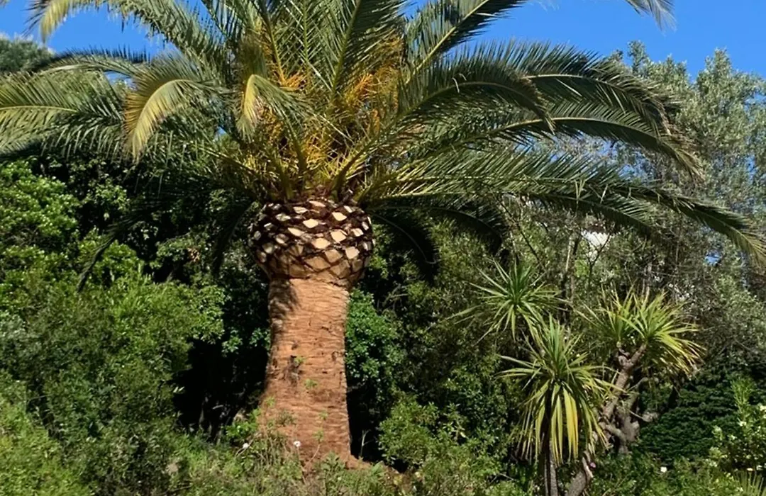 Paradis Provencal-1