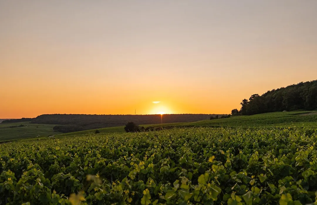 LOISIUM Wine&Spa Hotel Champagne-1