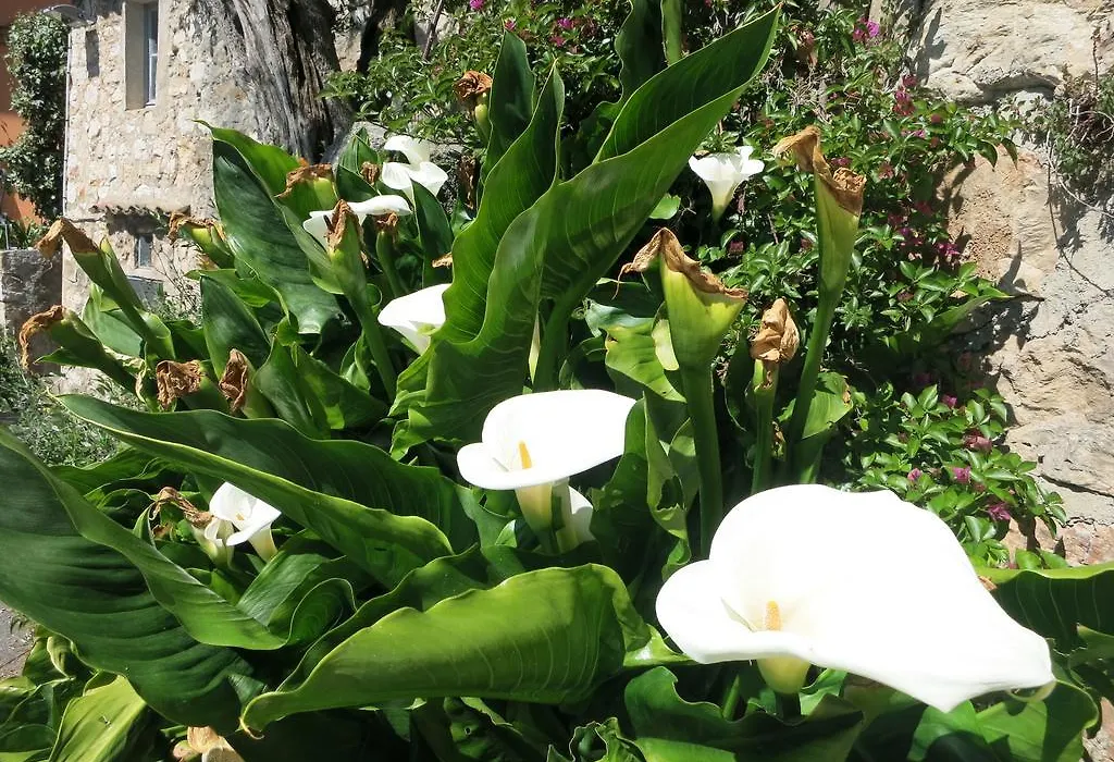Hotel Mandarina Grasse-1