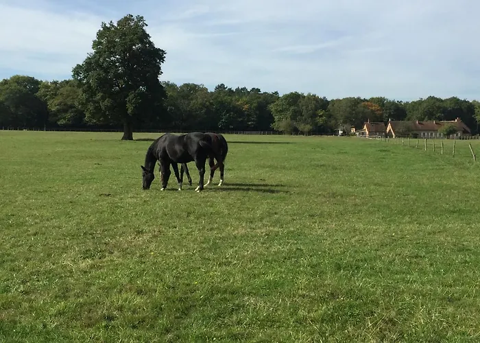 haras du Vignault Le Bûcher Salbris