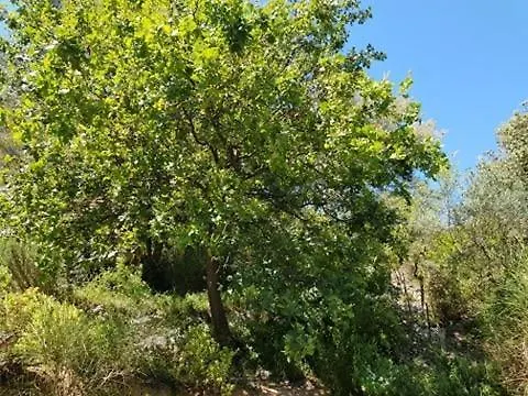 Cabane dans les arbres La Kaz aux Cigales Cuers
