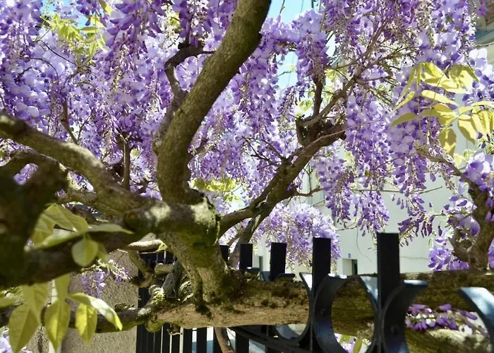 Bed and Breakfast Wisteria Fontainebleau
